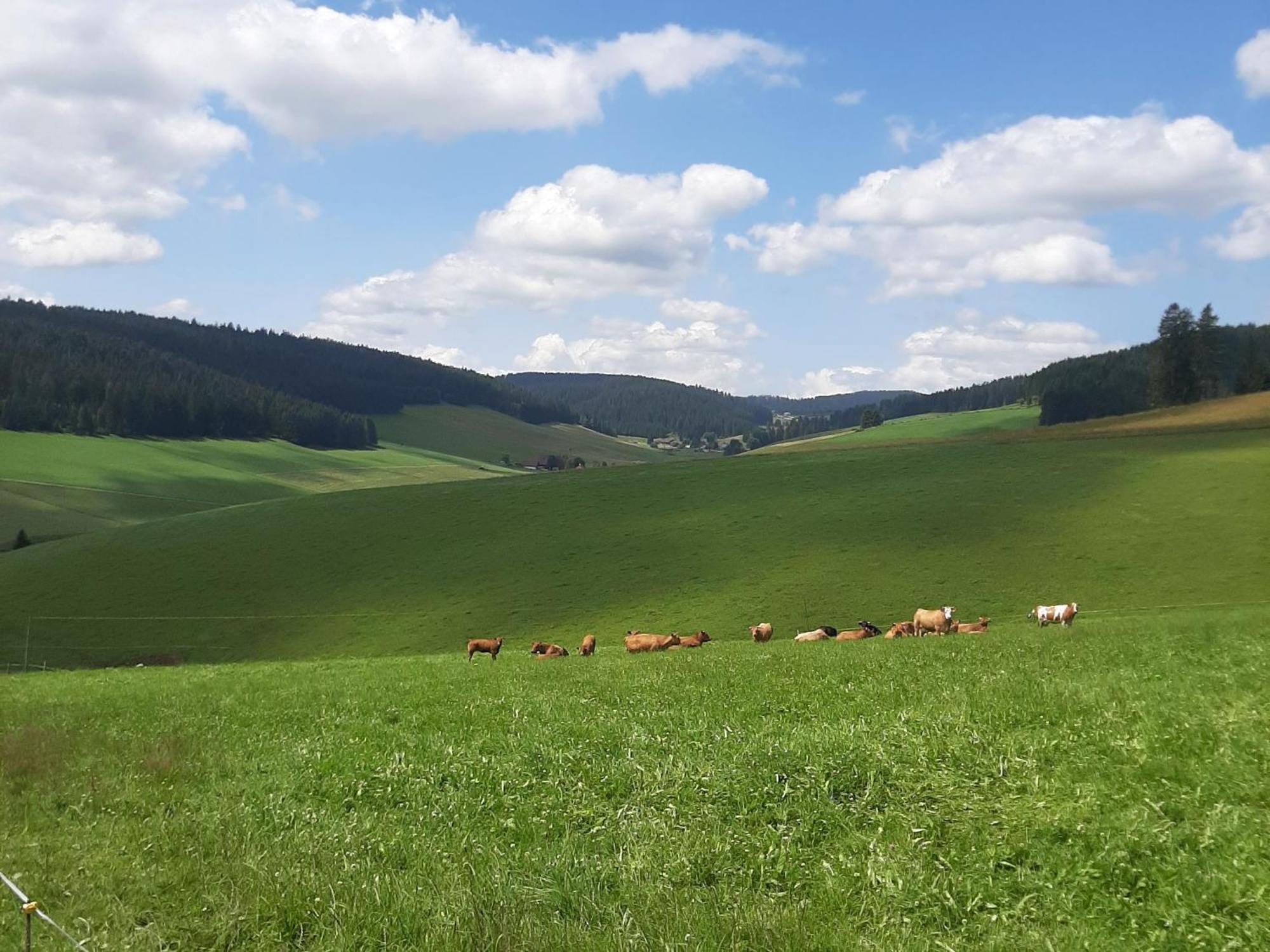 Apartmán Haus Zum Sternen Vöhrenbach Exteriér fotografie
